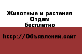 Животные и растения Отдам бесплатно